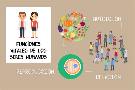 Funciones Vitales De Los Seres Humanos Seamos Escuela