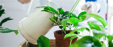 They are the most widely distributed of all green plants. How to Remove Mold from Houseplants and Soil