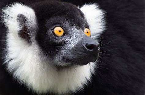 Lemur San Diego Zoo Animals And Plants