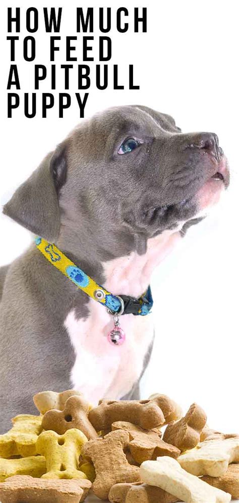 Your vet will be able to provide you the best recommendation to the sized proportions you should be feeding your pup to help set him up healthy growth. How Much to Feed a Pitbull Puppy
