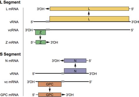 Until recently, members of the monogeneric family arenaviridae (arenaviruses) have been known to infect only muroid rodents and, in one case, possibly phyllostomid bats. Arenaviridae - Figures - Negative Sense RNA Viruses ...