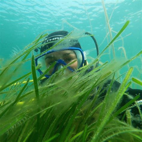 Ocean Conservation Trust Collects Seagrass Seeds For Solent Restoration