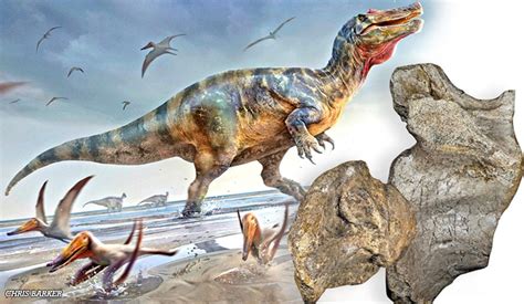 Europes ‘largest Predatory Dinosaur Found By Uk Fossil Hunter