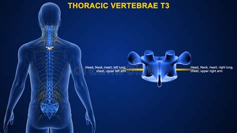 Thoracic Vertebrae Or Thoracic Spine Bone T3 Stock Illustration