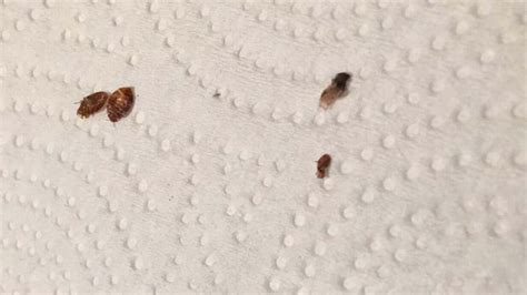 Bed Bug Infestation Turns Into Bigger Problem For Apartment Tenant