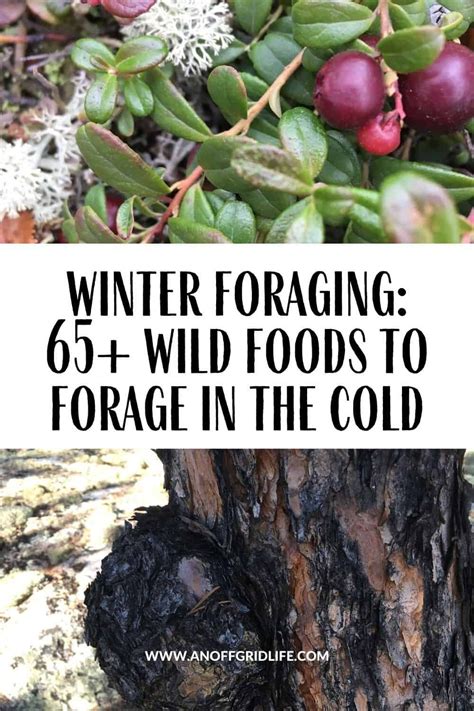 Winter Foraging Discover 65 Wild Foods In Cold Climates