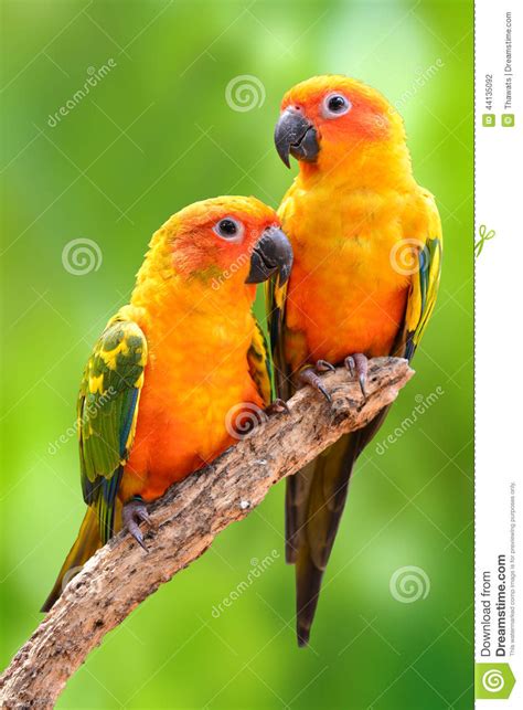Sun Conure Parrot Bird Stock Image