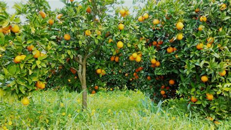 Fresh Oranges Growing On A Tree In An Orange Grove In Florida These