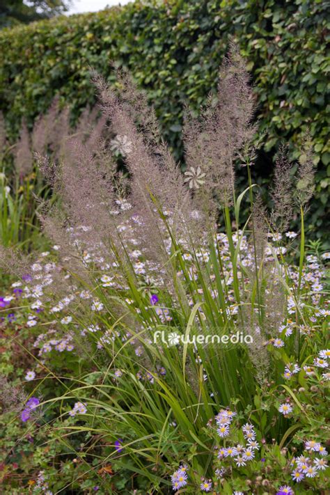 Calamagrostis Arundinacea Korean Feather Reed Grass 102781