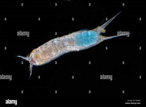 Copepods Hi Res Stock Photography And Images Alamy