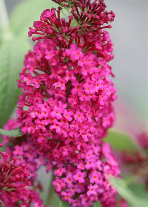 Miss Molly Butterfly Bush Buddleia X Images Proven Winners