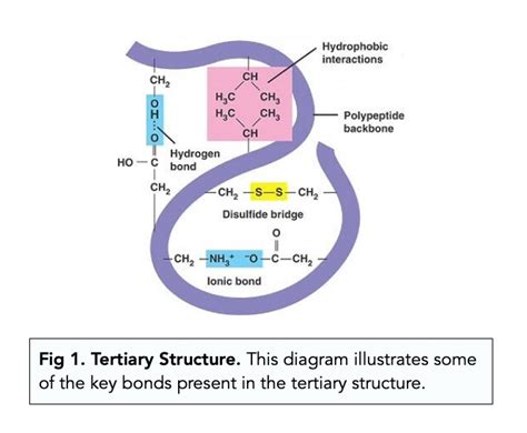 Protein Structures Tertiary And Quaternary Structures A Level Biology