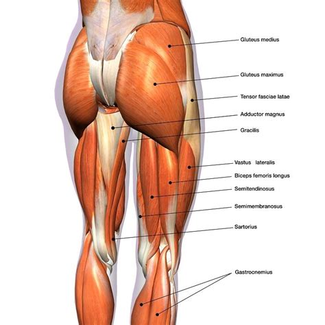Female Hip And Leg Muscles Labeled Thrive Now Physiotherapy