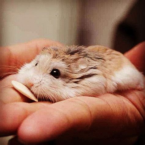 Little Guy Cute Hamsters Cute Animals Cute Baby Animals