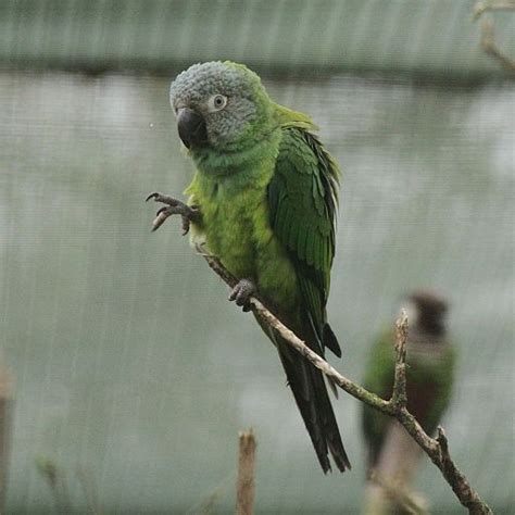 Parrot Encyclopedia Dusky Headed Conure World Parrot Trust