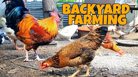 Free Range Native Chicken Farming Youtube