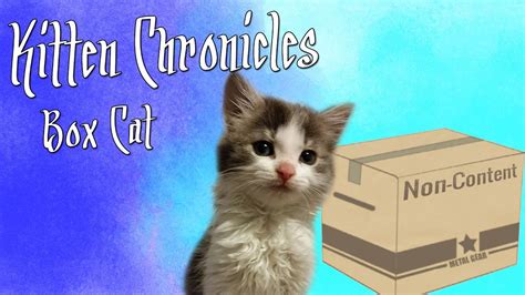 Kitten Chronicles Box Cat Youtube