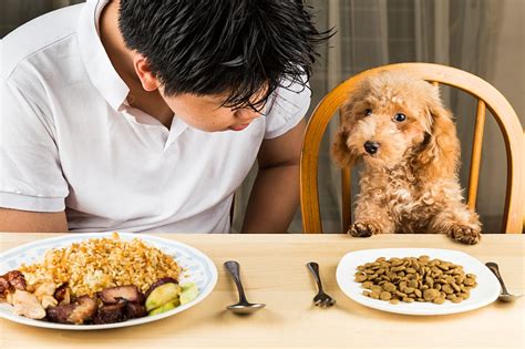 Healthy Human Foods For Dogs Justforthedogs