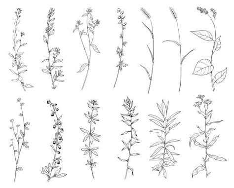 Wildflower Illustrations, Royalty-Free Vector Graphics ...