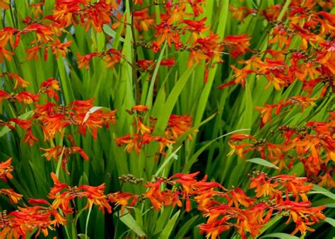 Masses of bright orange flowers with black eyes all summer long. Summer Flowering Bulbs available - St Johns Garden Centre