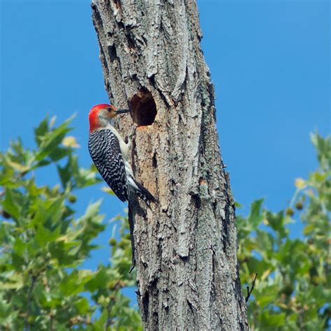 Red Bellied Woodpecker Nest Project Noah