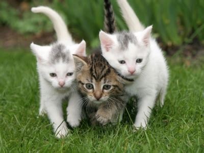 kittens cats photo  fanpop