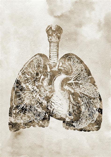 Lungs And Heart X Digital Art By Erzebet S Pixels