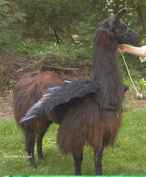 Is This A Llama Or A Hippogriff Only Cosmo And Harry Potter Know For Sure