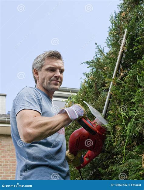 Man Cutting A Hedge Stock Photography Image