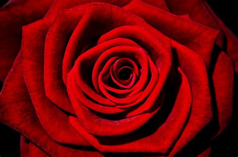 Red Rose Kostenloses Stock Bild Public Domain Pictures