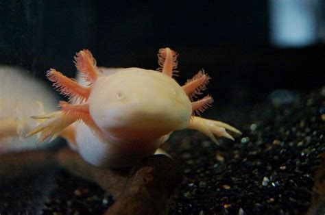 Axolotl Wallpapers Free Pictures On Greepx