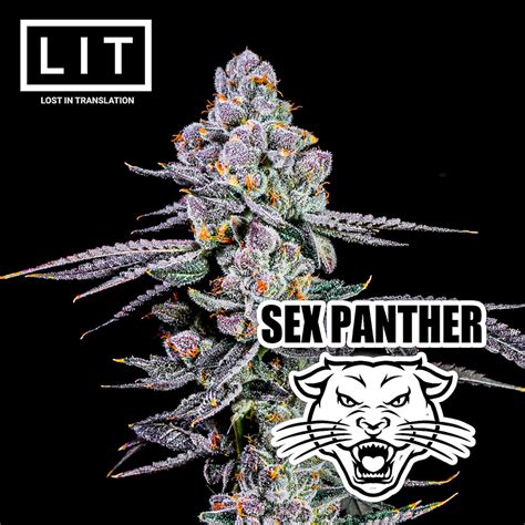 Sex Panther Lost In Translation