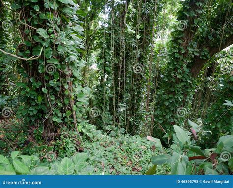 Lush Jungle Like Vegetation Maui Hawaii Stock Photo Image Of Green