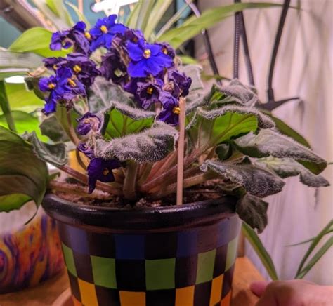 Curling African Violet Leaves Causes And Solutions Ispuzzle Global