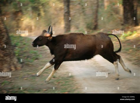 Indian Bison Running Gaur Bos Gaurus Kanha National Park Madhya