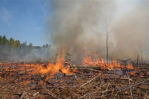 80 North Carolina Forest Fire Stock Photos Pictures And Royalty Free