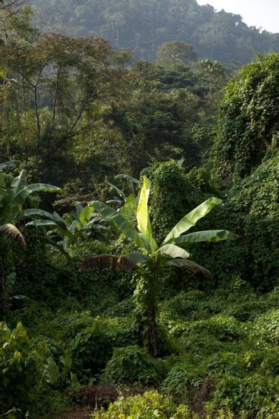 Banana Rainforest Rainforest Trees Tree Tops Banana Plants Bananas