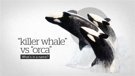 Why Are Orcas Called Killer Whales Cbcca