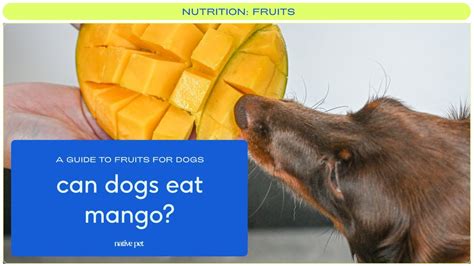 Can Dogs Eat Mango Can I Give My Dog Mango Can Dogs Eat Frozen