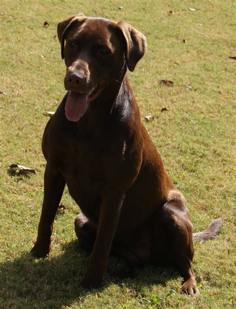 Very beautiful and unique in color variations of fur and eyes. AKC CHOCOLATE LAB PUPPIES - EXCELLENT PEDIGRE