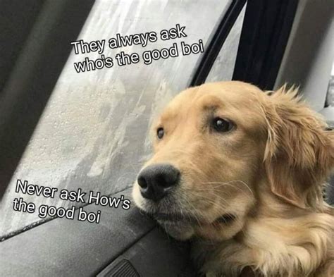 Meme Sad Dog Memes Divertidos