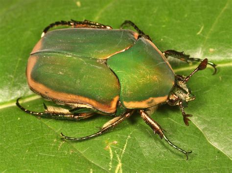 Cotinis Nitida Green June Beetle Beetle Green Arthropods