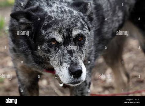 Blue Heeler Australian Shepherd Mix Dog Looking Sleepy Stock Photo