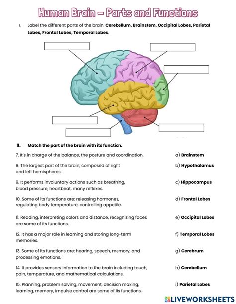 The Human Brain Printable Worksheets Printable Worksheets