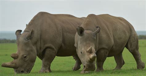 Northern White Rhinos Could Find Hope In Embryo Research