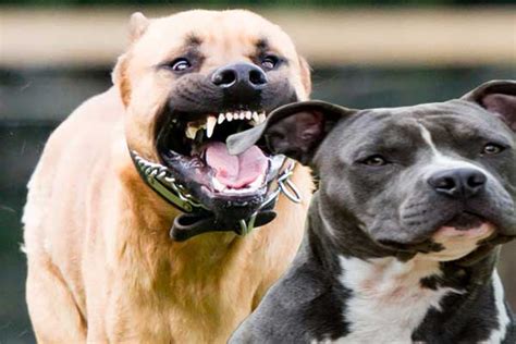 We know 8 definitions for epit abbreviation or acronym in 2 categories. Vicious Dogs Removed From Vacant Property ...