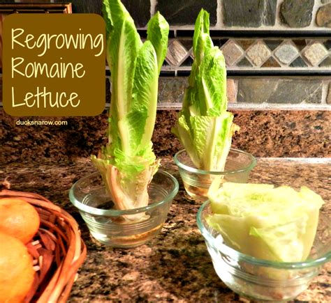 Regrow Lettuce Right On Your Kitchen Counter Ducks N A Row