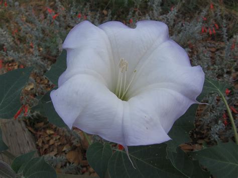 Sacred Hallucinogenic Plant Datura Anne Of Green Gardens