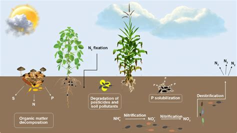 The Role Of Microorganisms In The Nutrient Cycling In Agricultural