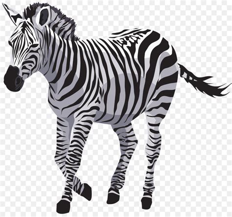 21 Gambar Kartun Kuda Zebra Kumpulan Gambar Kartun Images And Photos